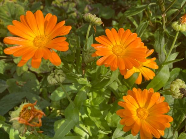 istock Calendula officinalis, the pot marigold 1342112094