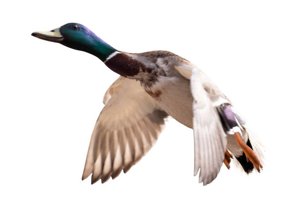 istock dark head mallard duck drake in flight on white 1342112297