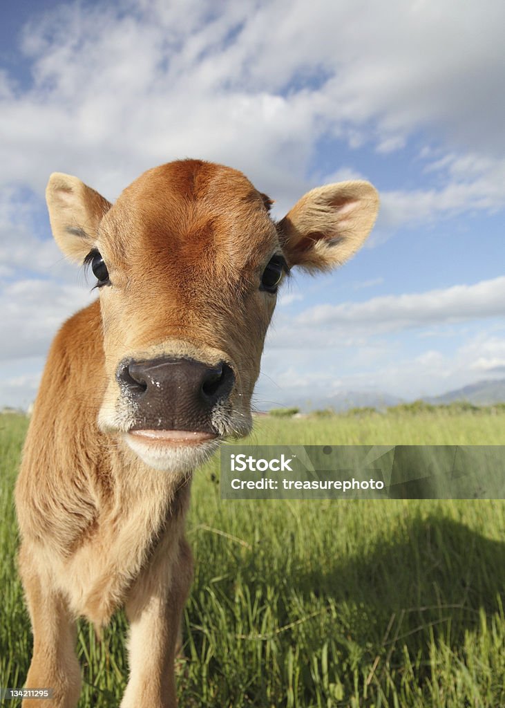 calf closeup funny baby calf close-up in grassy meadow Close-up Stock Photo