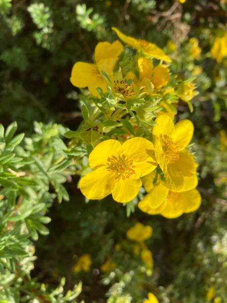 Shrubby Cinquefoil Dasiphora fruticosa. Common names include shrubby cinquefoil, golden hardhack, bush cinquefoil, shrubby five-finger and widdy potentilla anserina stock pictures, royalty-free photos & images