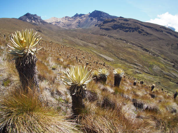 590+ Fotos, Bilder und lizenzfreie Bilder zu Frailejones iStock