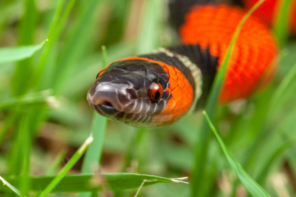 istock False Coral Snake Oxyrhopus guibei 1342113298
