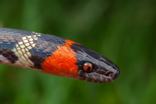 istock False Coral Snake Oxyrhopus guibei 1342113367