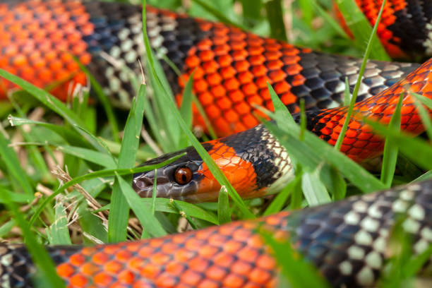 istock False Coral Snake Oxyrhopus guibei 1342113395