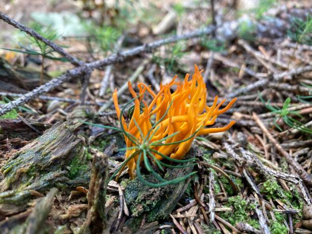 calocera viscosa, comunemente noto come il cervo giallo - coral fungus foto e immagini stock