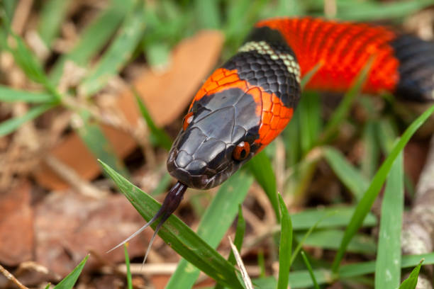 istock False Coral Snake Oxyrhopus guibei 1342113656