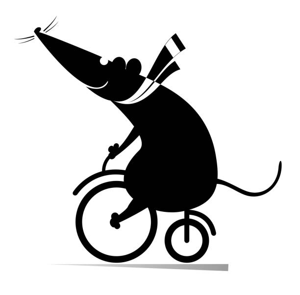 Cartoon rat or mouse rides on the bike illustration Funny rat or mouse rides on the bike black on white opossum silhouette stock illustrations