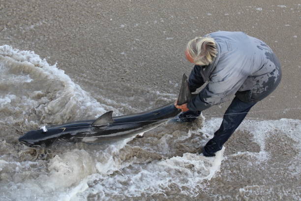 Great White Shark Caught in Manhattan Beach, California stock photo