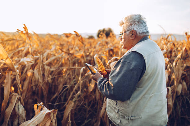 istock Farmer Inspecting Corn plants before the harvest 1342115052