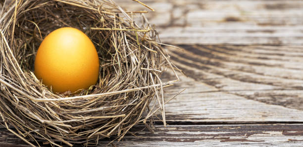 istock Golden egg in a nest, wealth concept, web banner 1342115275