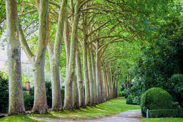 Tall trees in the park in a row