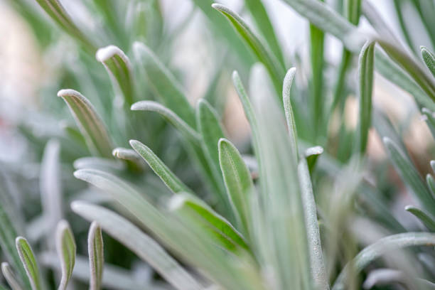 istock Nature background with green lavender leaves 1342115330