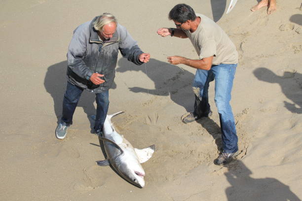 Great White Shark Caught in Manhattan Beach, California stock photo