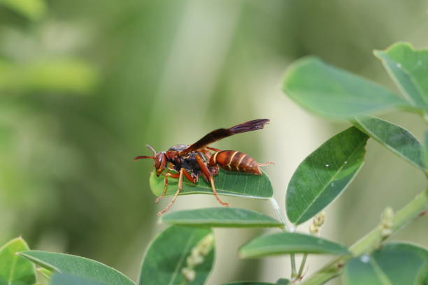 istock Common Paper Wasp Resting on Green Leaf 1342116157