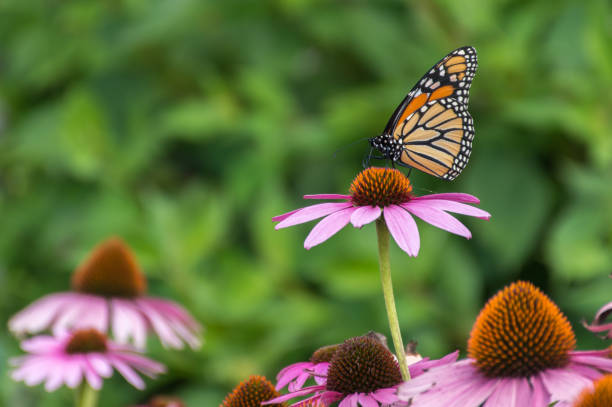 istock Orange and black butterfly on purple flower 1342116525
