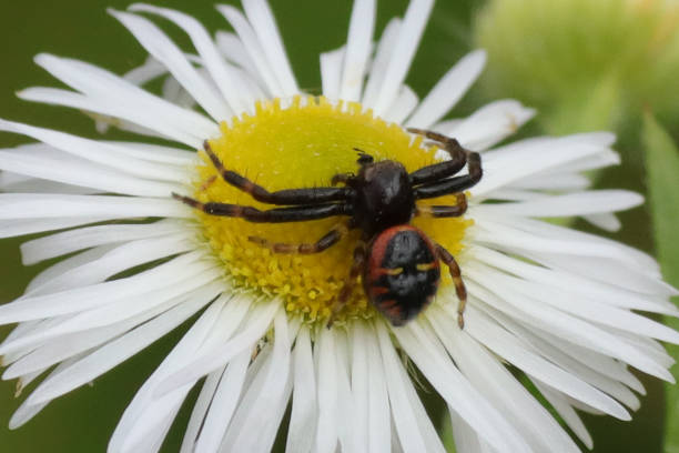 istock Thomise Napoleon --- Globose Thomise (Synema globosum) 1342116712