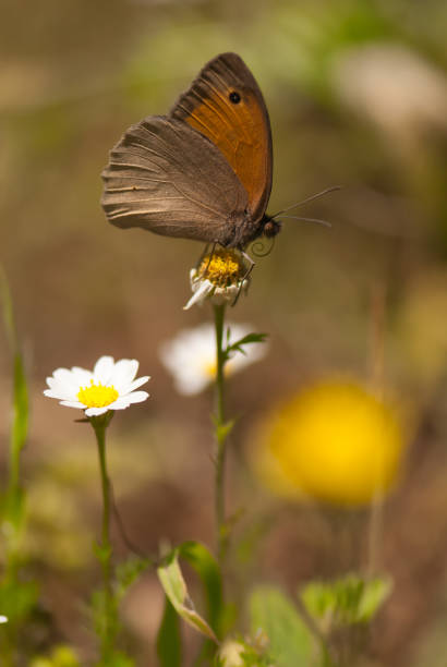 a Beautiful butterfly on a flower