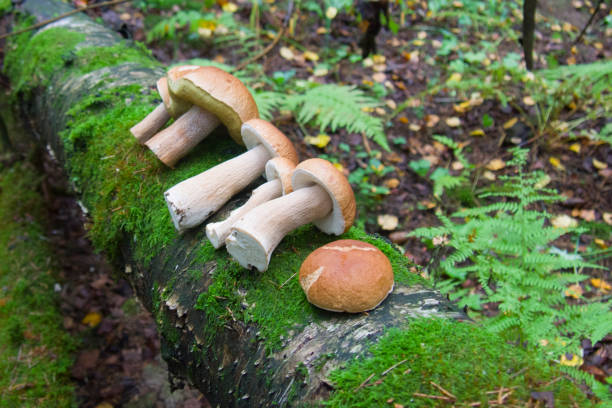 porcini mushrooms lie on a tree overgrown with moss stock photo