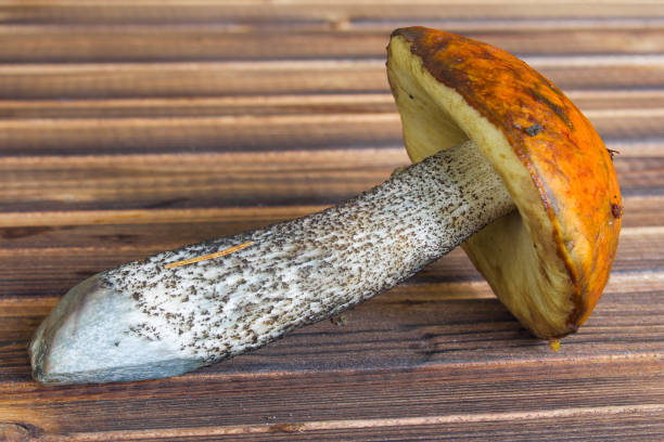 istock one boletus mushroom lies on the table 1342117813