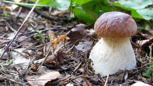 porcini mushroom grows in the forest stock photo