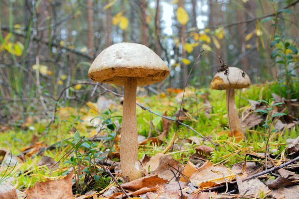 istock boletus mushroom growing in the forest 1342117823