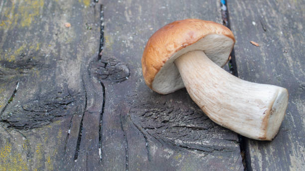 one porcini mushroom lies on the table stock photo
