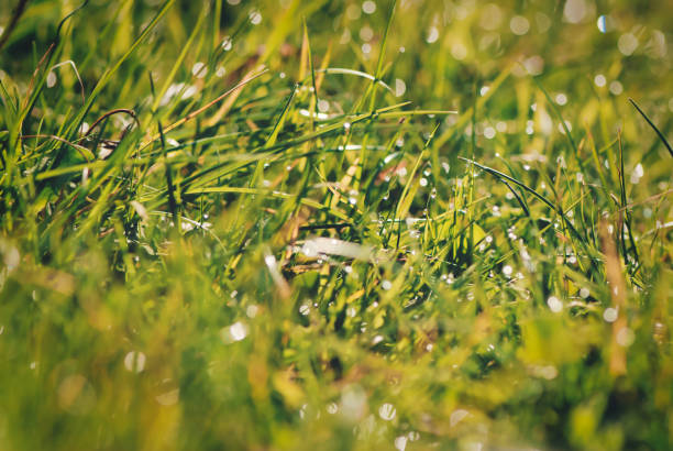 closeup shot of thin herbs in dew in a garden on a sunny day - scented non urban scene spring dirt imagens e fotografias de stock