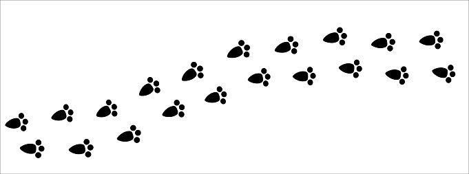 Bunny paw print trail. Rabbit, bunny foot print trace. background vector illustration.