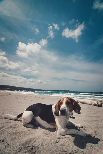 a Vertical shot of a beagle sitting on sandy beach on a sunny day