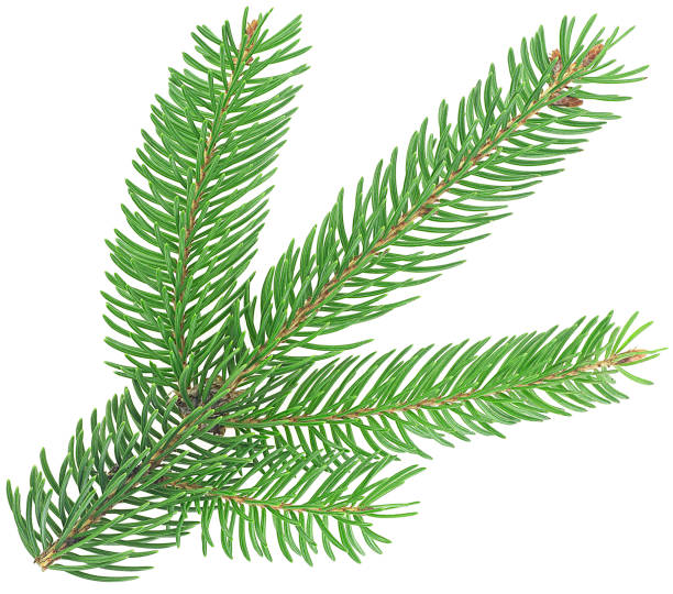 istock Green fir tree spruce branch with needles isolated on a white background 1342120026