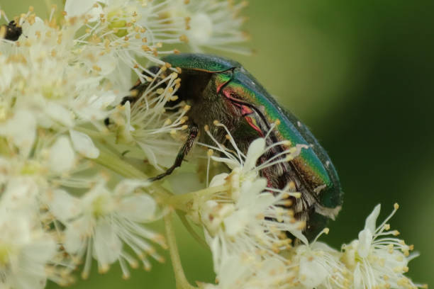 istock Golden ketone (Cetonia aurata) 1342120044