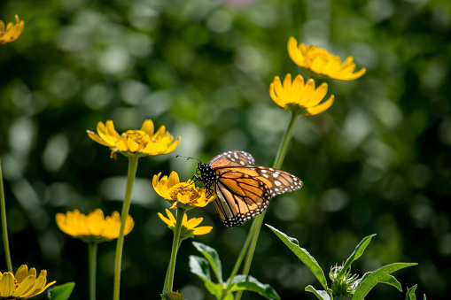 A beautiful monarch butterfly is perched on a flower and drinking the nectar