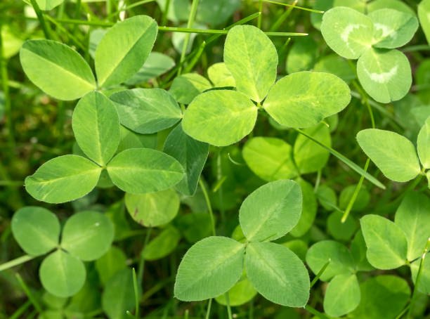 istock Clover leaves. Green flowers. Close-up. Outside. 1342120400