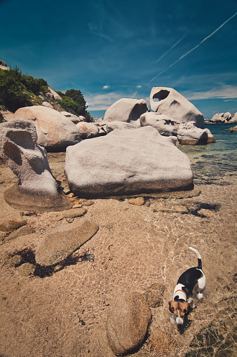 a vertical shot of beagle dog walking in sea