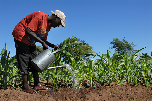 Salima,Malawi- January 12,2011:A farmer watering his field of sugar cane.The population of Malawi are mostly cultivated mainly sugar cane, a mainstay of the country