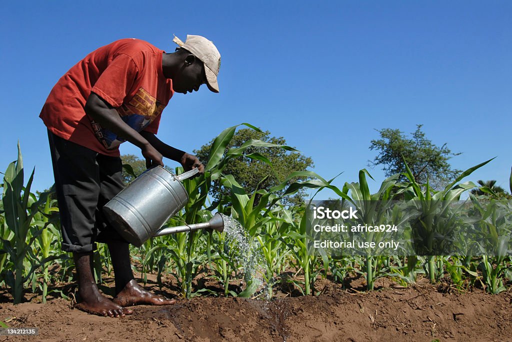 African farmer - Zbiór zdjęć royalty-free (Afryka)