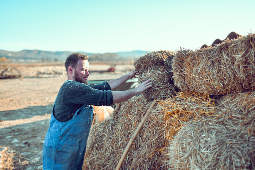 Male Farmer Stacking Up Hay On Farmland