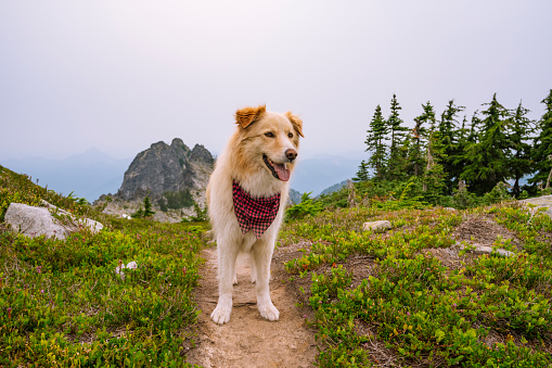 Fluffy dog on an alpine trail wearing a bandana in Scenic, Washington, United States