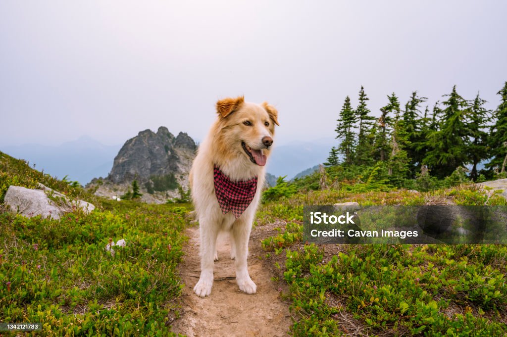 Fluffy dog on an alpine trail wearing a bandana Fluffy dog on an alpine trail wearing a bandana in Scenic, Washington, United States Pacific Northwest Stock Photo