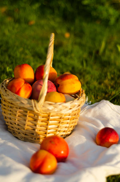 istock fruits in a basket on a light background 1342122761