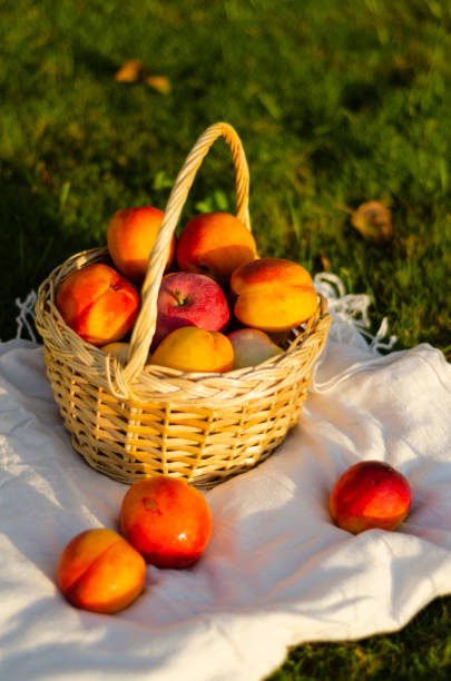 istock fruits in a basket on a light tablecloth on the grass 1342122765