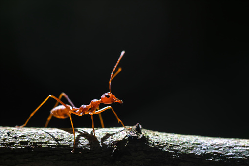 Vista en primer plano de la hormiga roja. photo