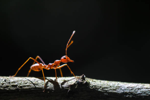 Closeup view of red ant.