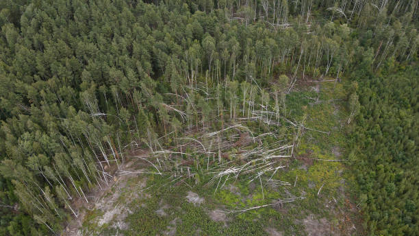 istock View from the top of the forest windblown trees. 1342124578