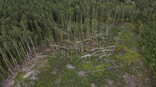 istock View from the top of the forest windblown trees. 1342124579