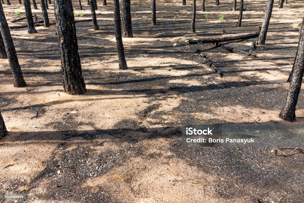 Pine forest after the fire Charred trunks of trees and burned-out needles after a fire in a pine forest Accidents and Disasters Stock Photo