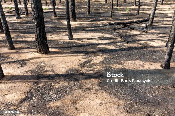 Pine Forest After The Fire Stock Photo - Download Image Now - Accidents and Disasters, Ash, Black Color