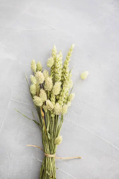 Bouquet of beautiful light green dried flowers on gray concrete look background. Home decoration concept.