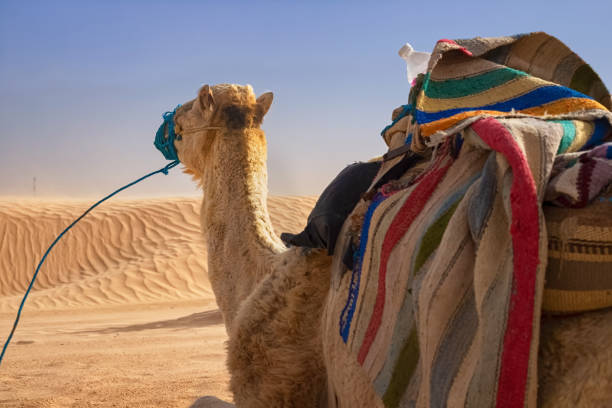 istock Dromedary Camel sits on the sand in the Sahara Desert, resting. 1342126141