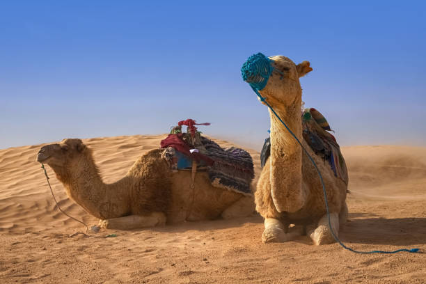 istock Dromedary Camel sits on the sand in the Sahara Desert, resting. 1342126222